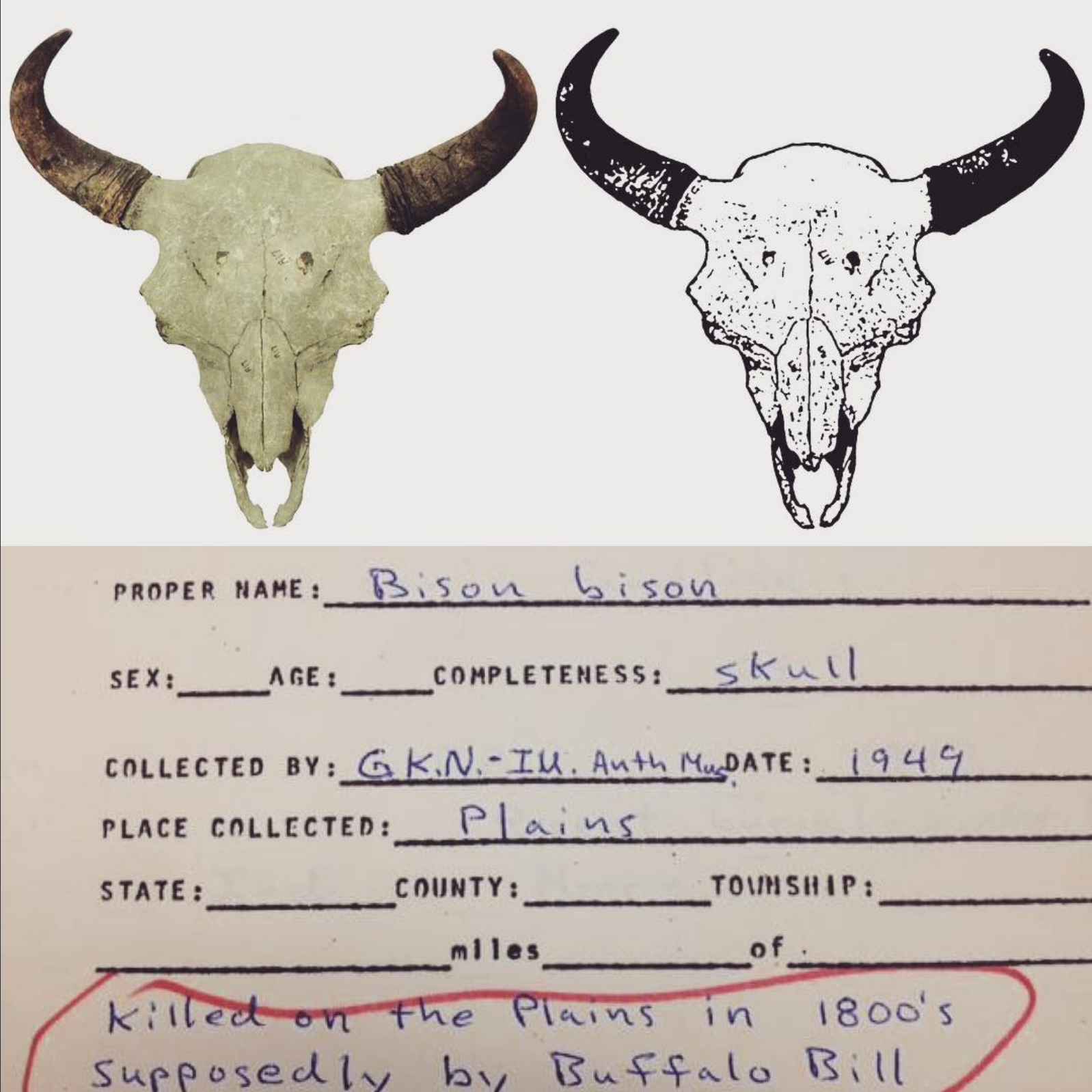 Accession notes claiming a bison skull was collected by Buffalo Bill